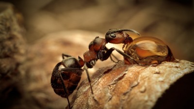 مورچه-شبنم-قهوه ای-حیوان-حیوانات